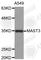 Microtubule Associated Serine/Threonine Kinase 3 antibody, A3670, ABclonal Technology, Western Blot image 