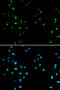 Histone Deacetylase 4 antibody, 13-099, ProSci, Immunofluorescence image 