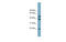 UFM1 Specific Peptidase 2 antibody, MBS5300144, MyBioSource, Western Blot image 