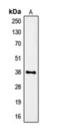 Formyl Peptide Receptor 1 antibody, orb393036, Biorbyt, Western Blot image 