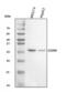 CD99 Molecule (Xg Blood Group) antibody, A01724-2, Boster Biological Technology, Western Blot image 