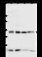 GSAS antibody, 105666-T36, Sino Biological, Western Blot image 