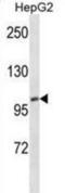 PPARG Coactivator 1 Alpha antibody, abx025287, Abbexa, Western Blot image 