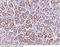 Insulin Like Growth Factor Binding Protein 4 antibody, 90080-T24, Sino Biological, Immunohistochemistry frozen image 