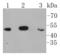 NFKB Inhibitor Beta antibody, A05766, Boster Biological Technology, Western Blot image 
