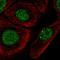 Chromosome 1 Open Reading Frame 174 antibody, HPA065778, Atlas Antibodies, Immunofluorescence image 