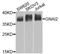 G Protein Subunit Alpha I2 antibody, LS-C749213, Lifespan Biosciences, Western Blot image 