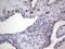 NK3 Homeobox 1 antibody, LS-C339510, Lifespan Biosciences, Immunohistochemistry paraffin image 