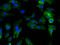 Serpin Family E Member 1 antibody, A52260-100, Epigentek, Immunofluorescence image 