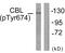 Cbl Proto-Oncogene antibody, PA5-38267, Invitrogen Antibodies, Western Blot image 