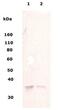 Musashi RNA Binding Protein 1 antibody, PA5-22703, Invitrogen Antibodies, Western Blot image 