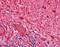 Neurofilament Heavy antibody, 51-560, ProSci, Immunohistochemistry paraffin image 