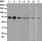Sestrin 1 antibody, ab134091, Abcam, Western Blot image 