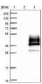 Sodium Voltage-Gated Channel Beta Subunit 4 antibody, NBP1-86057, Novus Biologicals, Western Blot image 