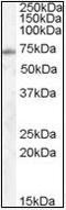 Exocyst Complex Component 7 antibody, orb88112, Biorbyt, Western Blot image 