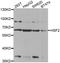 Heat Shock Transcription Factor 2 antibody, STJ24085, St John