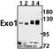 Exonuclease 1 antibody, GTX66681, GeneTex, Western Blot image 