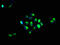 Carbonic Anhydrase 4 antibody, LS-C669843, Lifespan Biosciences, Immunofluorescence image 