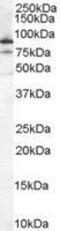 X-Ray Repair Cross Complementing 5 antibody, GTX89363, GeneTex, Western Blot image 