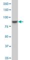 Ribosomal protein S6 kinase alpha-6 antibody, H00027330-M04, Novus Biologicals, Western Blot image 