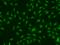 TNF Receptor Superfamily Member 11b antibody, 202512-T02, Sino Biological, Immunohistochemistry paraffin image 