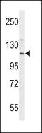 Eukaryotic Translation Initiation Factor 3 Subunit C antibody, LS-C167689, Lifespan Biosciences, Western Blot image 