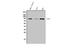 SRY-Box 6 antibody, A02877-2, Boster Biological Technology, Western Blot image 