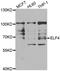 E74 Like ETS Transcription Factor 4 antibody, LS-C346266, Lifespan Biosciences, Western Blot image 