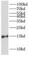 Fatty acid-binding protein, brain antibody, FNab02935, FineTest, Western Blot image 