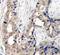 ABL Proto-Oncogene 1, Non-Receptor Tyrosine Kinase antibody, LS-C335025, Lifespan Biosciences, Immunohistochemistry paraffin image 