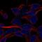 Small EDRK-Rich Factor 1B antibody, NBP2-57943, Novus Biologicals, Immunocytochemistry image 