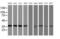 O-Sialoglycoprotein Endopeptidase antibody, MA5-25567, Invitrogen Antibodies, Western Blot image 