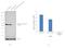 Glutamate Dehydrogenase 2 antibody, PA5-29492, Invitrogen Antibodies, Western Blot image 