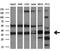Crystallin Mu antibody, GTX84655, GeneTex, Western Blot image 