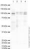 DNA Methyltransferase 3 Beta antibody, ab16049, Abcam, Western Blot image 