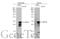 Suppressor Of Cytokine Signaling 3 antibody, GTX113049, GeneTex, Western Blot image 