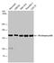 Phosphoinositide-3-Kinase Regulatory Subunit 4 antibody, PA5-78488, Invitrogen Antibodies, Western Blot image 