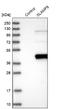 SLAM Family Member 9 antibody, NBP1-84593, Novus Biologicals, Western Blot image 