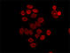 Nucleoporin 153 antibody, 906204, BioLegend, Immunofluorescence image 
