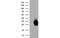 Crystallin Mu antibody, MBS830074, MyBioSource, Western Blot image 