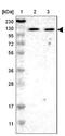 ADNP Homeobox 2 antibody, NBP1-81468, Novus Biologicals, Western Blot image 