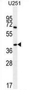 Proline Rich 16 antibody, AP53458PU-N, Origene, Western Blot image 