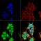 OCRL Inositol Polyphosphate-5-Phosphatase antibody, MA5-27672, Invitrogen Antibodies, Immunofluorescence image 
