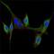 Epidermal Growth Factor antibody, GTX82999, GeneTex, Immunocytochemistry image 