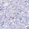Mediator Complex Subunit 11 antibody, HPA056669, Atlas Antibodies, Immunohistochemistry frozen image 