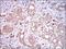 Paraoxonase 1 antibody, NBP2-23610, Novus Biologicals, Immunohistochemistry frozen image 