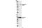 Ezrin antibody, 3144S, Cell Signaling Technology, Western Blot image 
