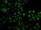 Low Density Lipoprotein Receptor Adaptor Protein 1 antibody, GTX64629, GeneTex, Immunofluorescence image 
