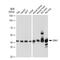 Erk1 antibody, GTX01099, GeneTex, Western Blot image 