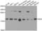 Sorting Nexin 3 antibody, LS-C349194, Lifespan Biosciences, Western Blot image 